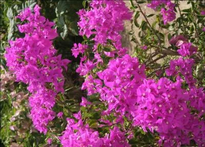 A quel arbuste appartiennent ces fleurs magnifiques ?