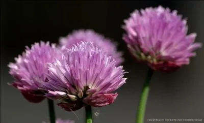 Reconnaissez-vous celles-ci ?