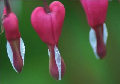 Quel est le nom de ces fleurs ?