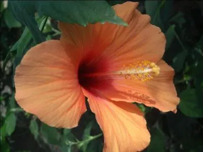 Quel est le nom de cette fleur qui séchée puis infusée est utilisée en confiture ?