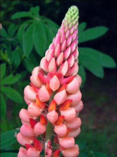 Quelle est cette fleur ornementale ?