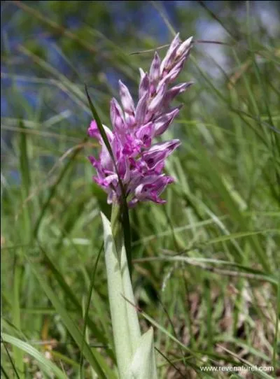 Quel est le nom de celle-ci ?