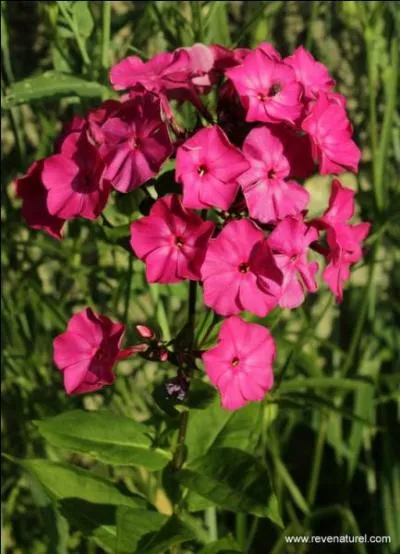 Reconnaissez-vous ces fleurs de la famille des Polémoniacées ?