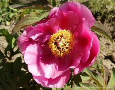 Quelle est cette fleur dont il existe une quarantaine d'espèces ?