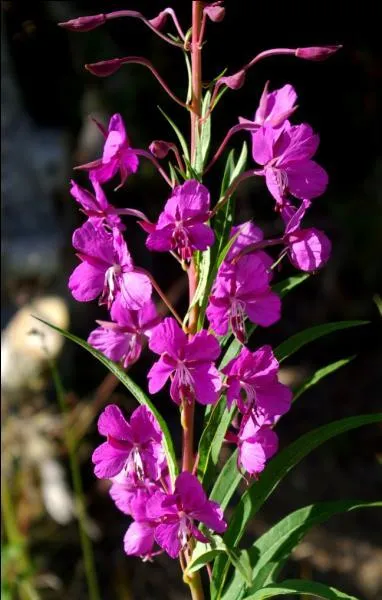 Savez-vous le nom de cette fleur qui décore nos montagnes en été ?