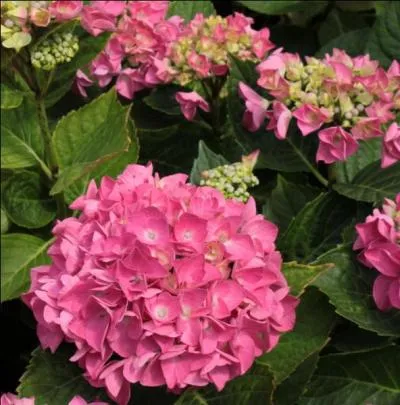 Vous trouverez plus facilement celle-ci :