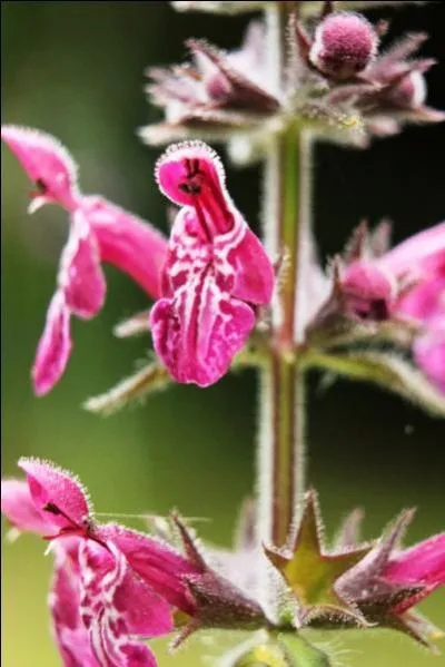 Quel est le nom de cette fleur qui pousse souvent dans les prairies ?
