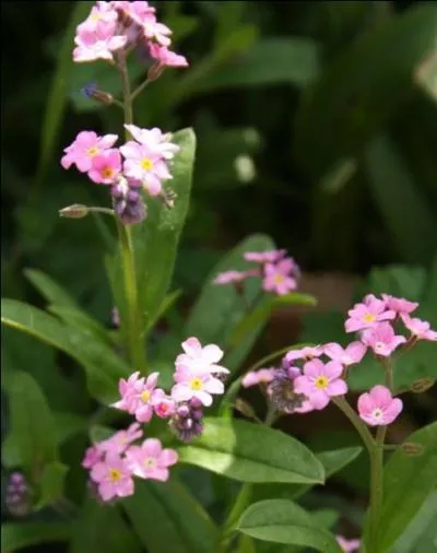 Que sont ces fleurs ?