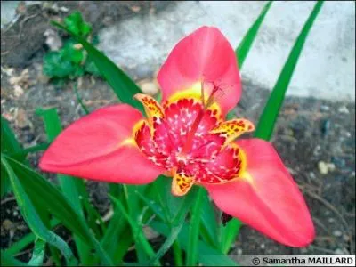 Quel est le nom de cette fleur de la famille des iridacées ?