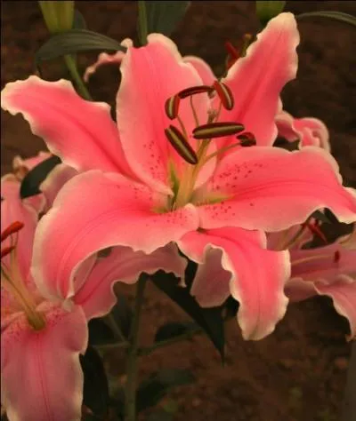 Quelle est cette magnifique fleur ?