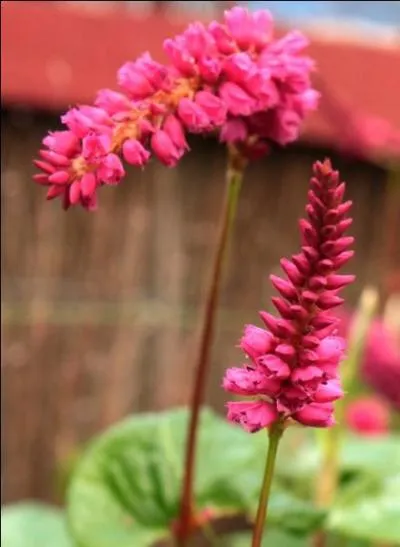Comment se nomme cette fleur au parfum de citronelle ?
