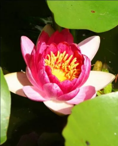 Quelles sont ces fleurs que Claude Monet a rendues célèbres ?