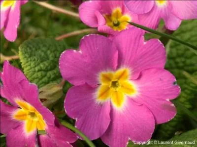 Allez-vous reconnaître cette fleur ?