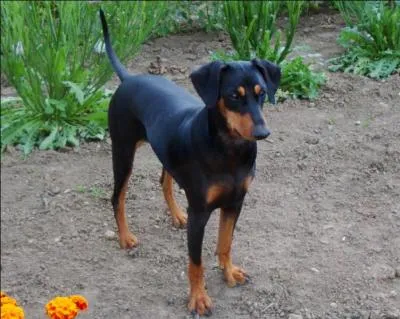 Quel animal est présent sur la photo ci-contre ?