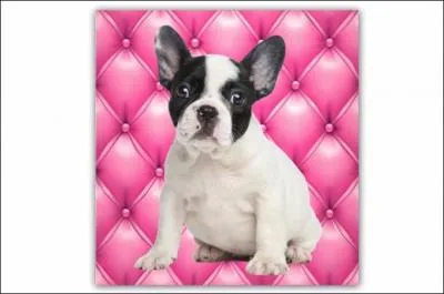 Quel animal est présent sur la photo ci-contre ?