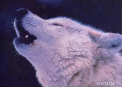 Quel animal est présent sur la photo ci-contre ?