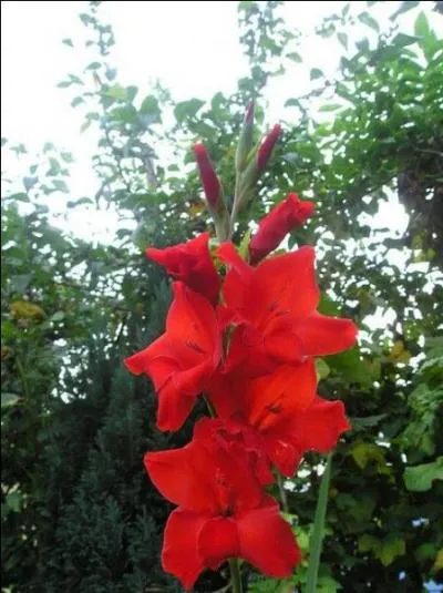 Quelle est cette fleur qui décore les jardins ?