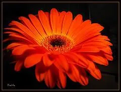 Quel nom porte cette fleur ornementale dont on fait de magnifiques bouquets ?