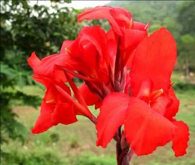 Quelle est cette fleur originaire d'Amérique tropicale ?