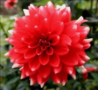 Comment se nomme cette fleur très décorative, mais pouvant provoquer des allergies ?