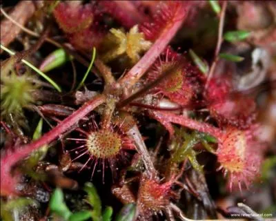 Peu d'entre vous ont du en voir, c'est une :