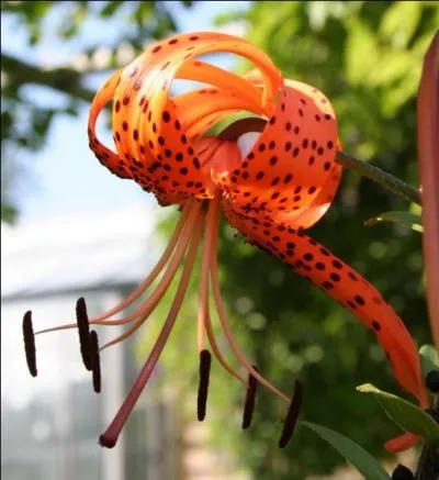Quelle est cette fleur que l'on découvre parfois, et rarement, en montagne ?