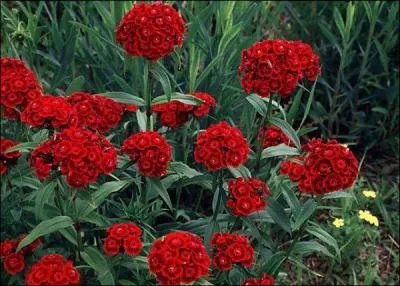 Quel est le nom de ces fleurs ?