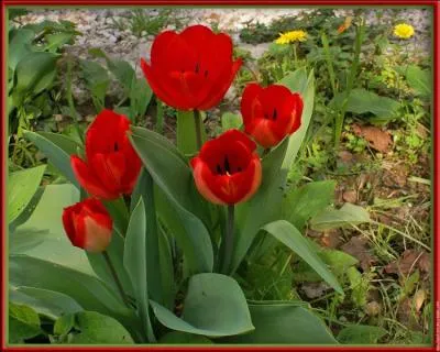 Vous allez bien reconnaître celles-ci :