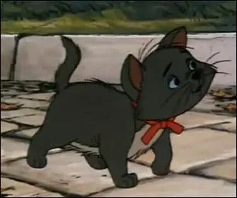 Comment s'appelle ce jeune chaton ?