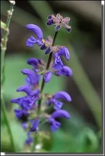 Quelle est cette ravissante fleur sauvage aux vertus médicinales ?