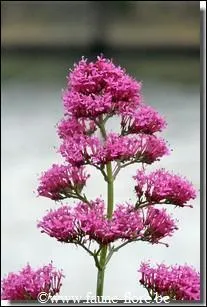 Quel est le nom de cette fleur aux vertus médicinales ?