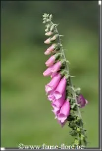 Comment se nomme cette jolie fleur ?