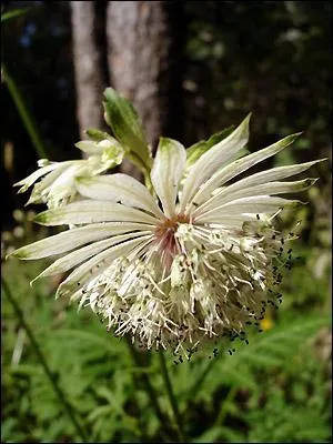 Quelle est celle-ci appelée parfois Grande radiaire ?