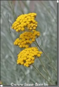 Que sont ces fleurs qui ensoleilleront vos compositions de fleurs séchées ?