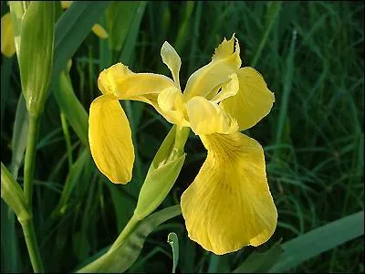 Reconnaissez-vous cette fleur qui pousse au printemps ?