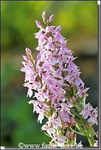 Quel nom porte cette plante dont les fleurs sont roses ou blanches ?