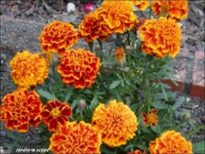 Que sont ces fleurs provenant des régions tropicales d' Amérique, du Mexique à la Bolivie ?