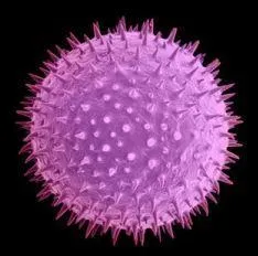 À quoi est dû le zona ?