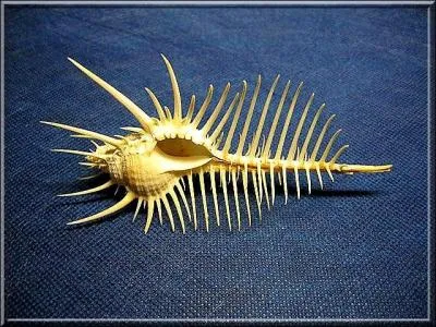 Je suis le murex, je suis ... .