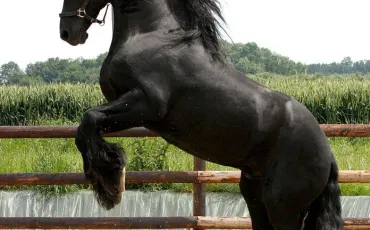 Quiz Galop 2