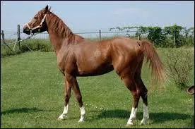 Toutes les prochaines questions sont pour la révision du galop 1.
Quelle est cette robe?