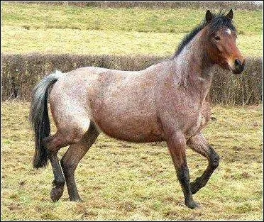 Quelle est cette robe?