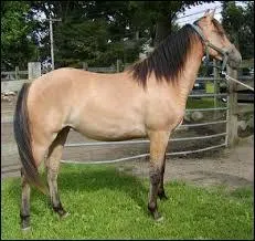 Quelle est cette robe