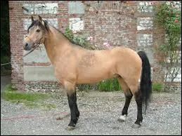 Comment s'appelle la race de ce poney né sur la côte ouest de l'Irlande ?