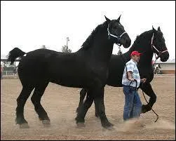 Ce cheval qui a généralement une robe grise ou noire peut peser de 500 à 1200 kg.
Mais quelle est la race de ce cheval du sud de la Normandie ?
