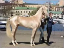 À quelle race appartient ce cheval élu le plus beau cheval du monde 2014 ?