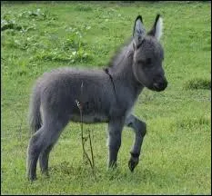 Quelle race d'âne n'existe pas ?