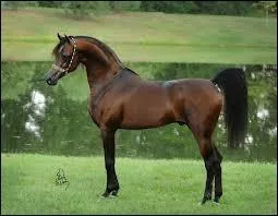 À quelle race appartient ce célèbre cheval nommé Marwan al Shacab ?