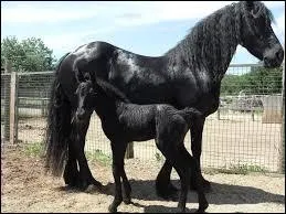 Sa robe ne peut être que noire et ses paturons sont toujours couverts de poils.
Quelle est la race de ce cheval ?