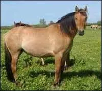 Quelle est la race de ce cheval utilisée principalement en randonnées, et dont le premier cheval de cette race est né en 1978 ?